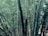 Tall, dense bamboo stalks with rich green leaves form a lush thicket. The bamboo varies in thickness and stands upright, creating a serene and natural appearance.