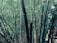 Tall, dense bamboo stalks with rich green leaves form a lush thicket. The bamboo varies in thickness and stands upright, creating a serene and natural appearance.