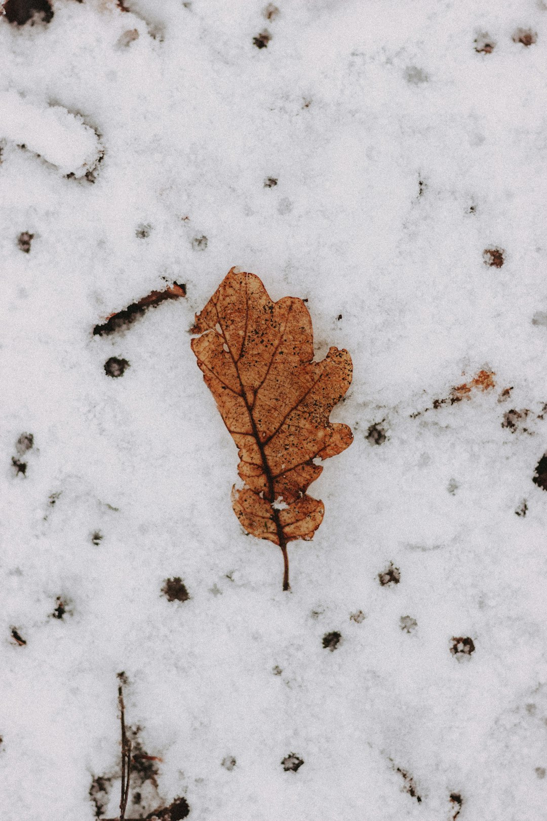 brown dried leaf on snow covered ground