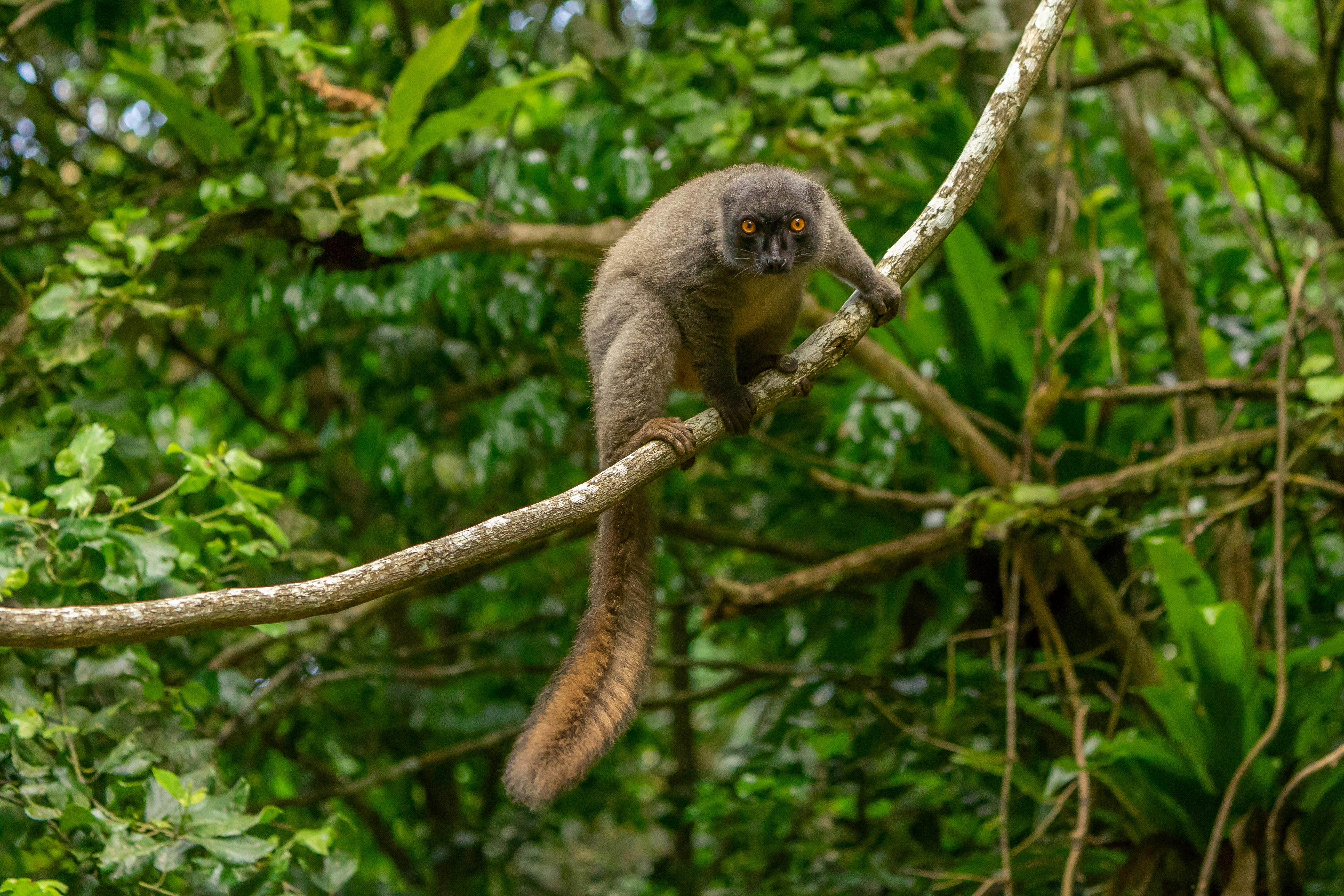 Inquisitive lemur, Madagascar
