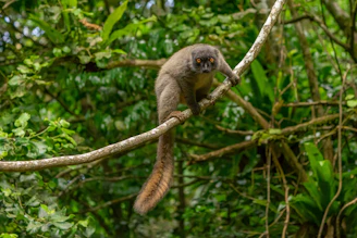 A vibrant indri lemur perched on a mossy tree in Madagascar's lush rainforest.