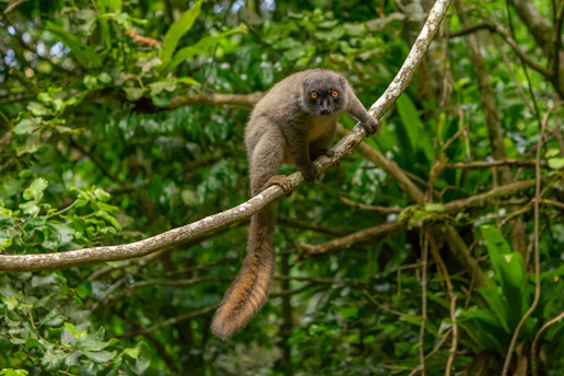 A vibrant indri lemur perched on a mossy tree in Madagascar's lush rainforest.