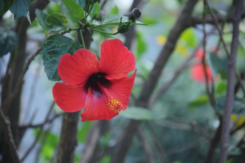 red hibiscus in bloom during daytime