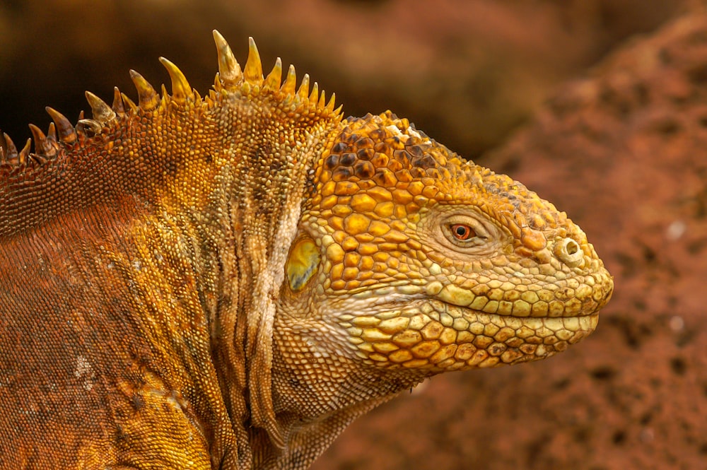 brown and black iguana in close up photography