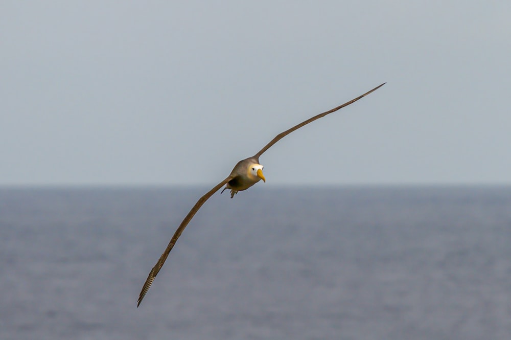 white and black bird on brown stick during daytime