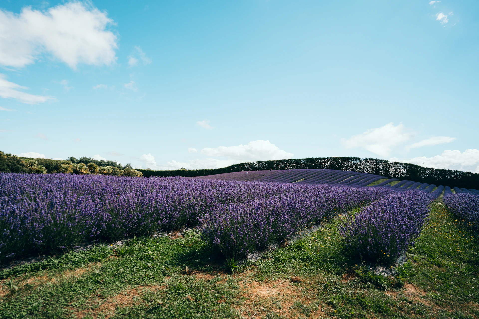 ラベンダー畑の風景
