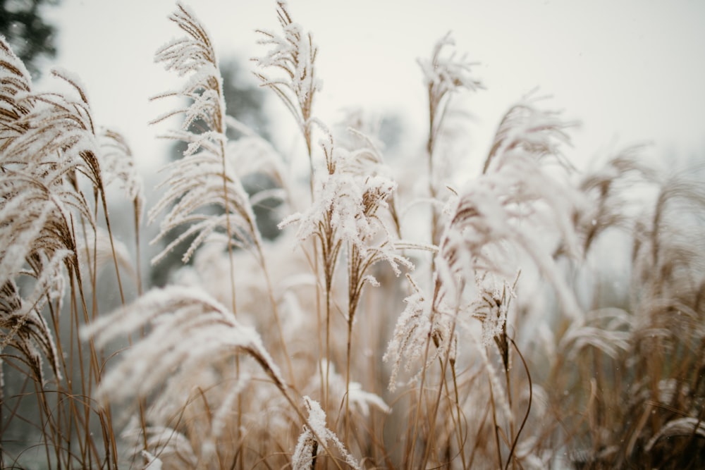 white wheat field during daytime