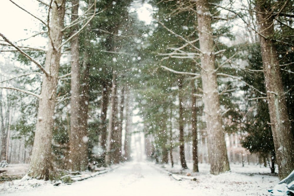 snow covered road between trees during daytime