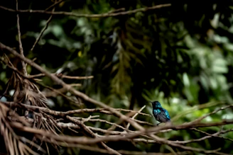 A serene forest scene with a camera lens focused on a colorful bird perched on a branch.