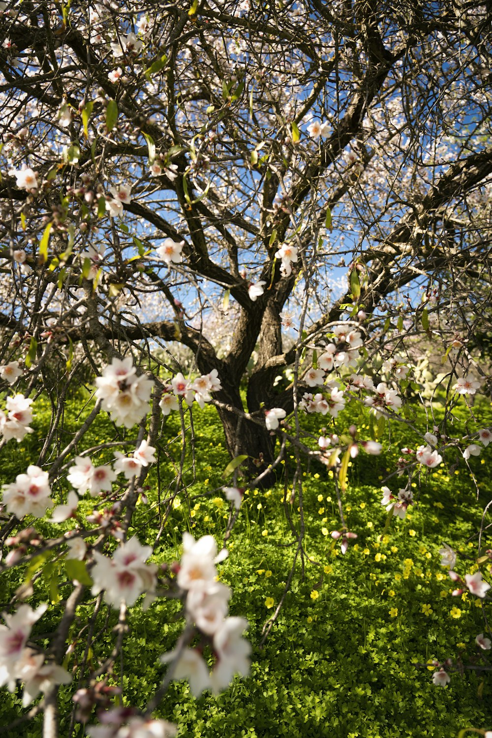 a tree with lots of white flowers in a field