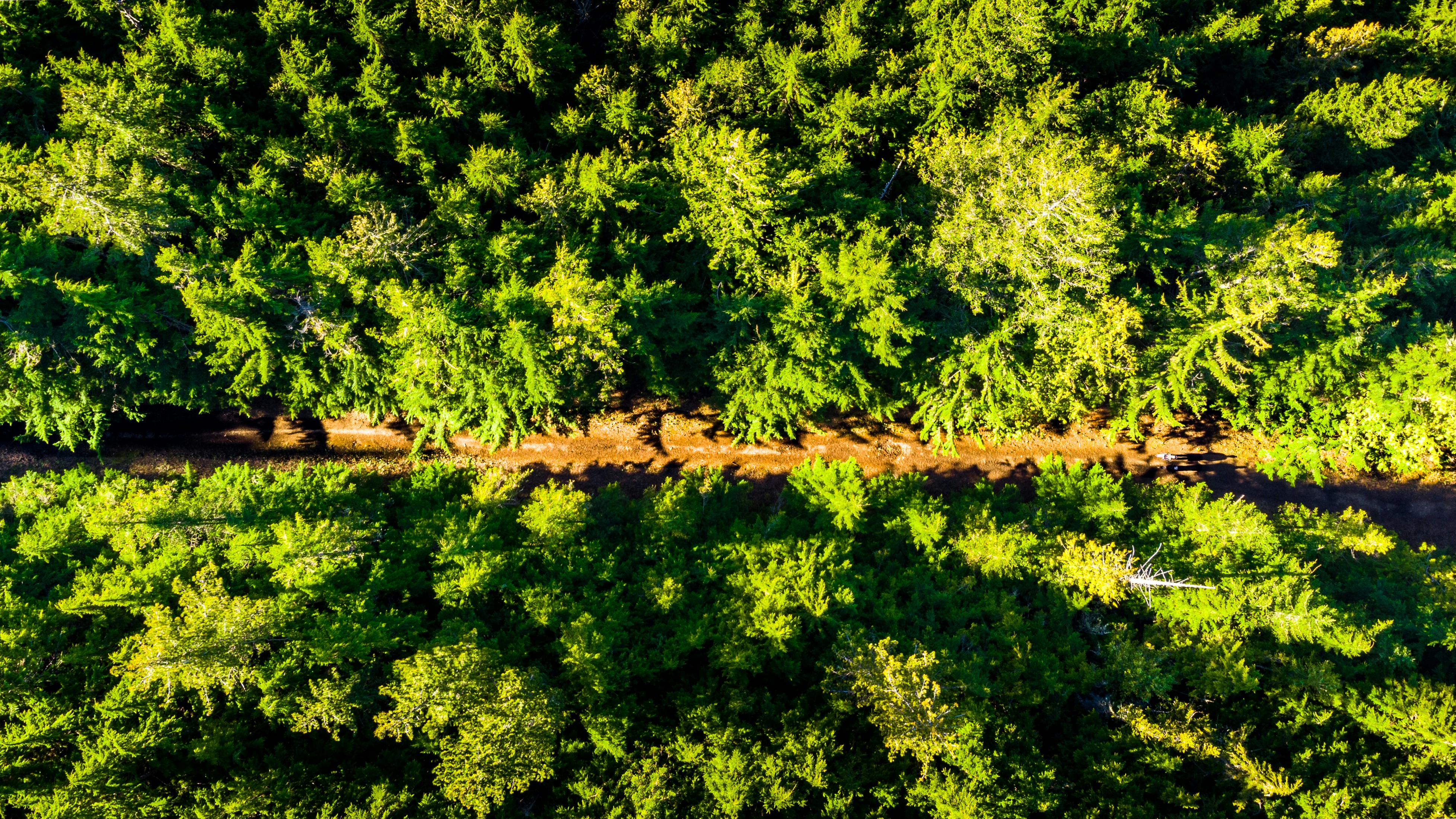 An aerial photo of Tunnel Bluffs in Glacier National Park, Montana. The photo features lush green trees covering rolling brown hills. The unique formation of the bluffs creates a natural amphitheater shape.  A winding path is visible snaking through the trees. (Photo by Lumière Rezaie on Unsplash)
