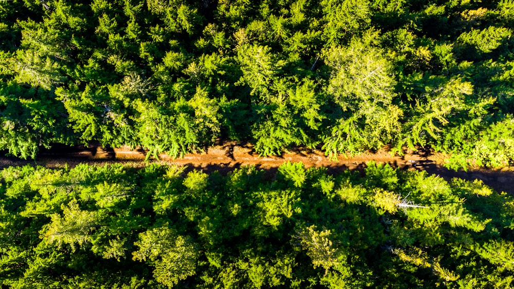 green trees on brown soil