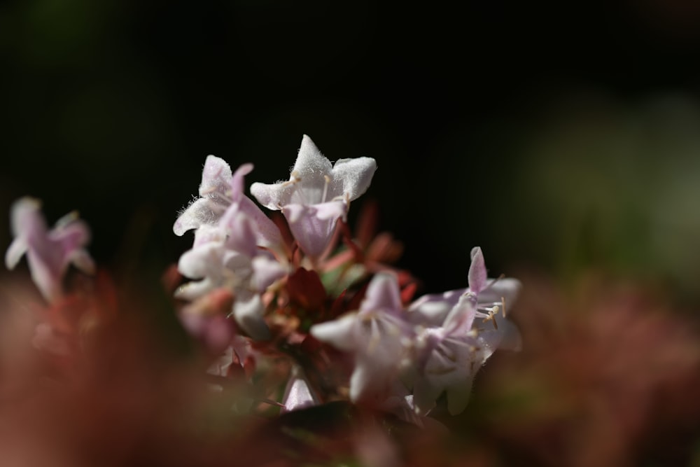 Flor blanca y rosa en lente de cambio de inclinación