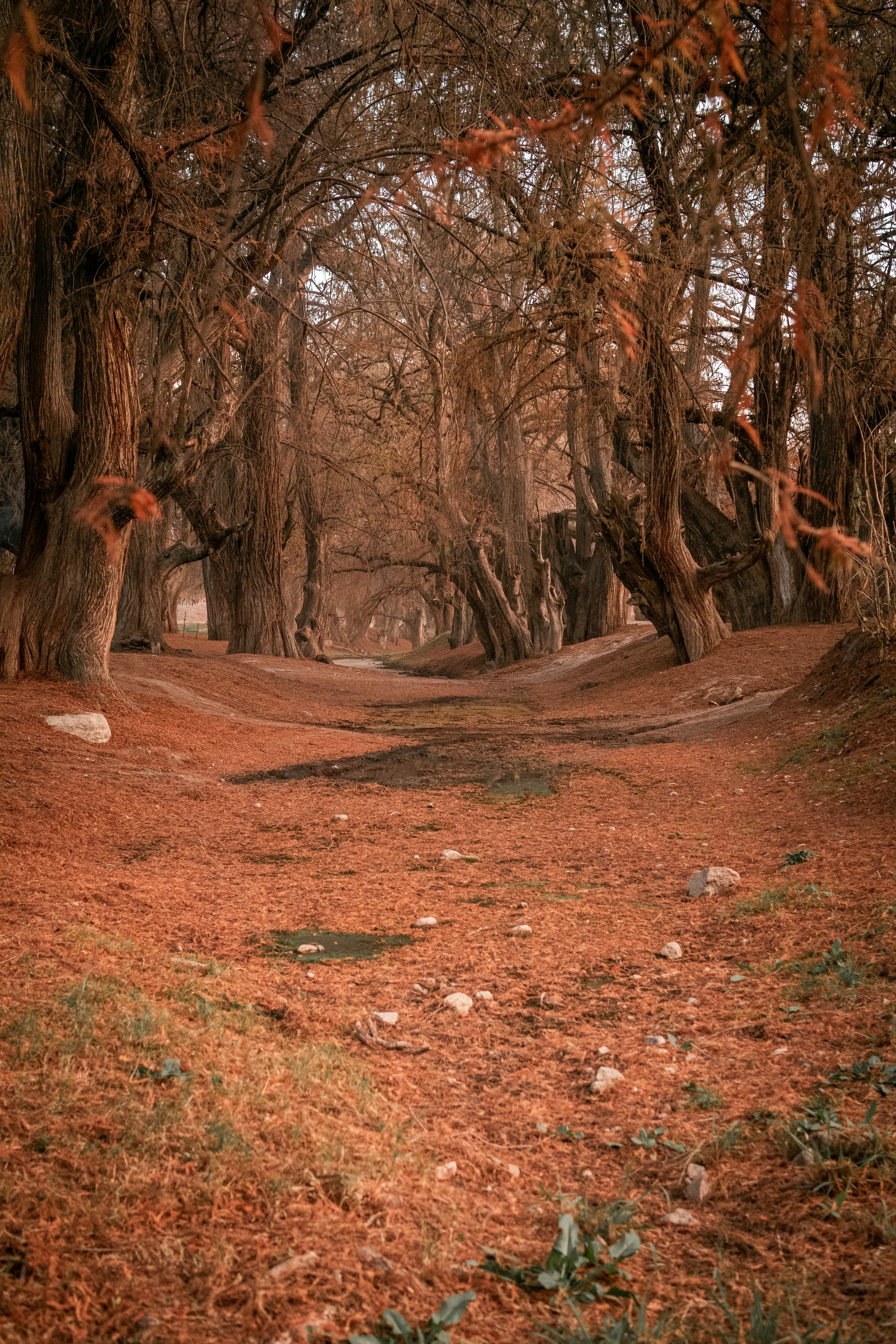 brown bare trees on brown dried leaves during daytime