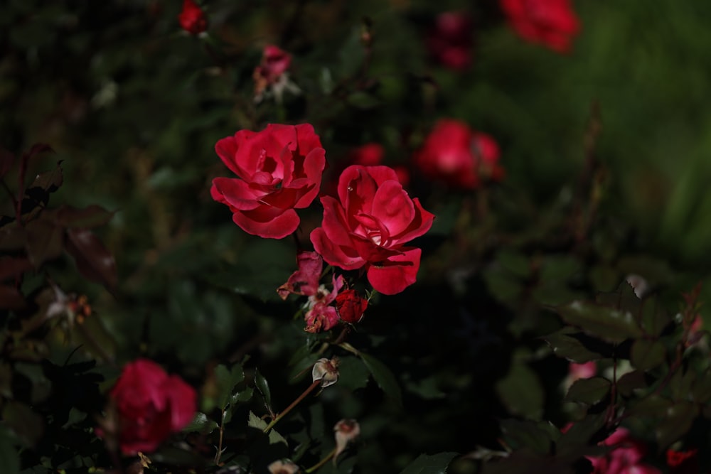 red rose in bloom during daytime