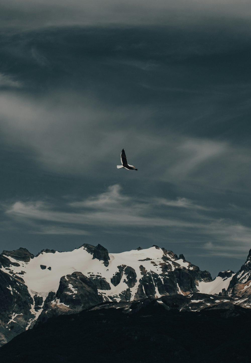 bird flying over snow covered mountain during daytime