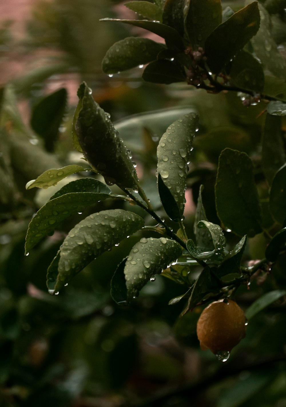 orange fruit on green leaves