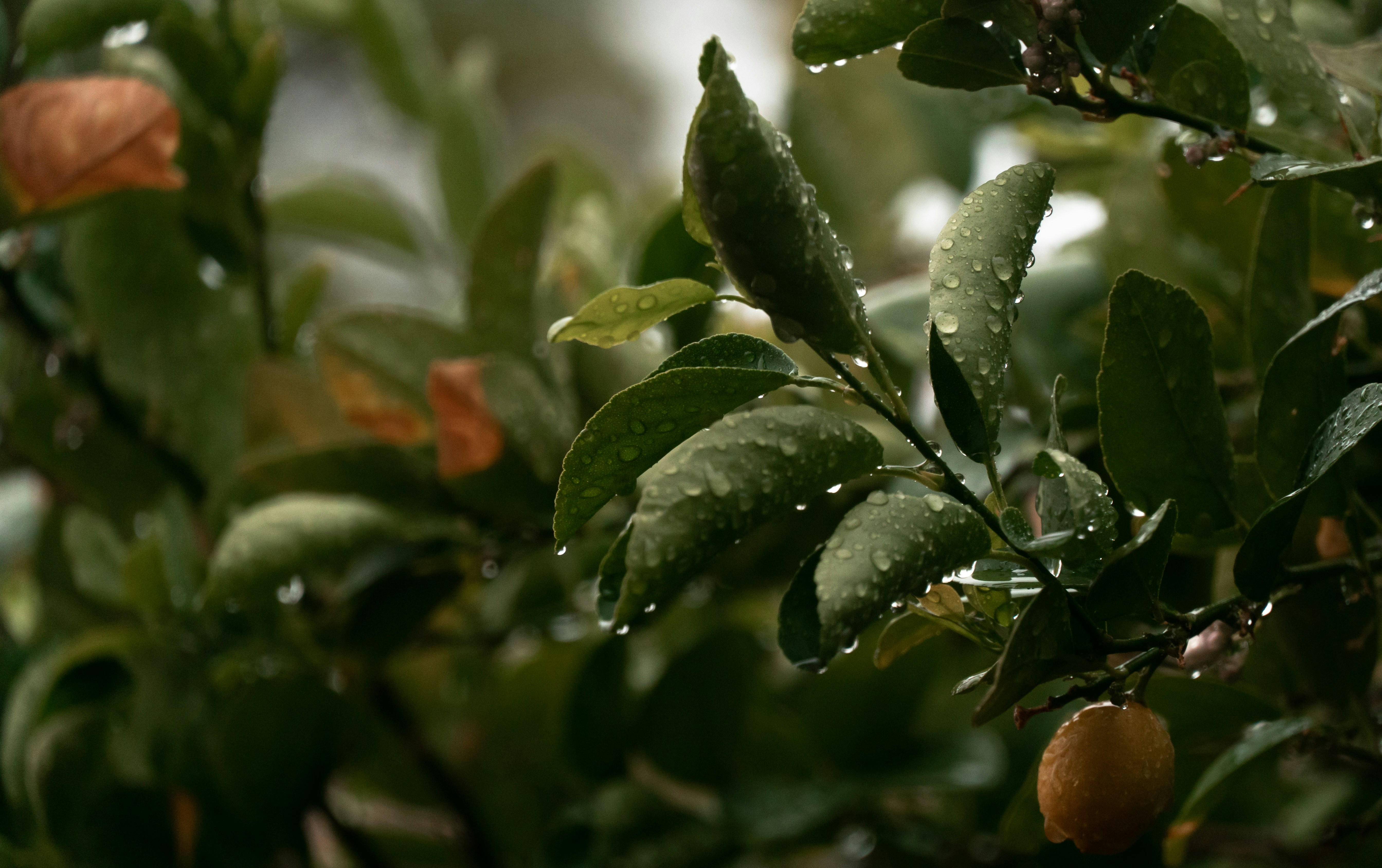 Photo by jeffersonsees