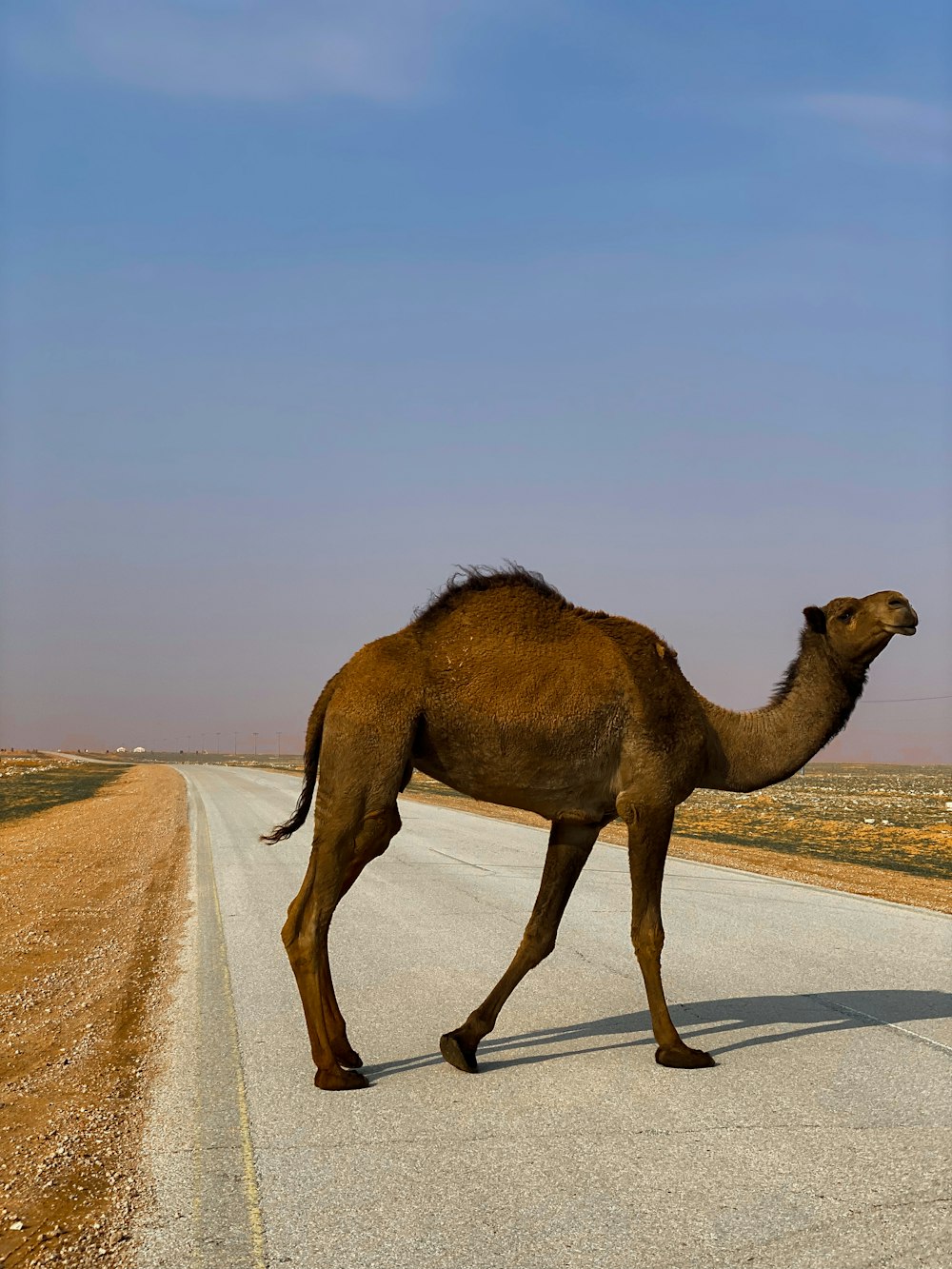 brown camel on desert during daytime