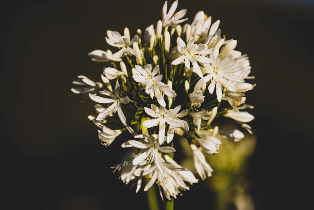 white flowers in black background