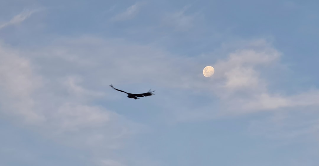 black bird flying under blue sky during daytime