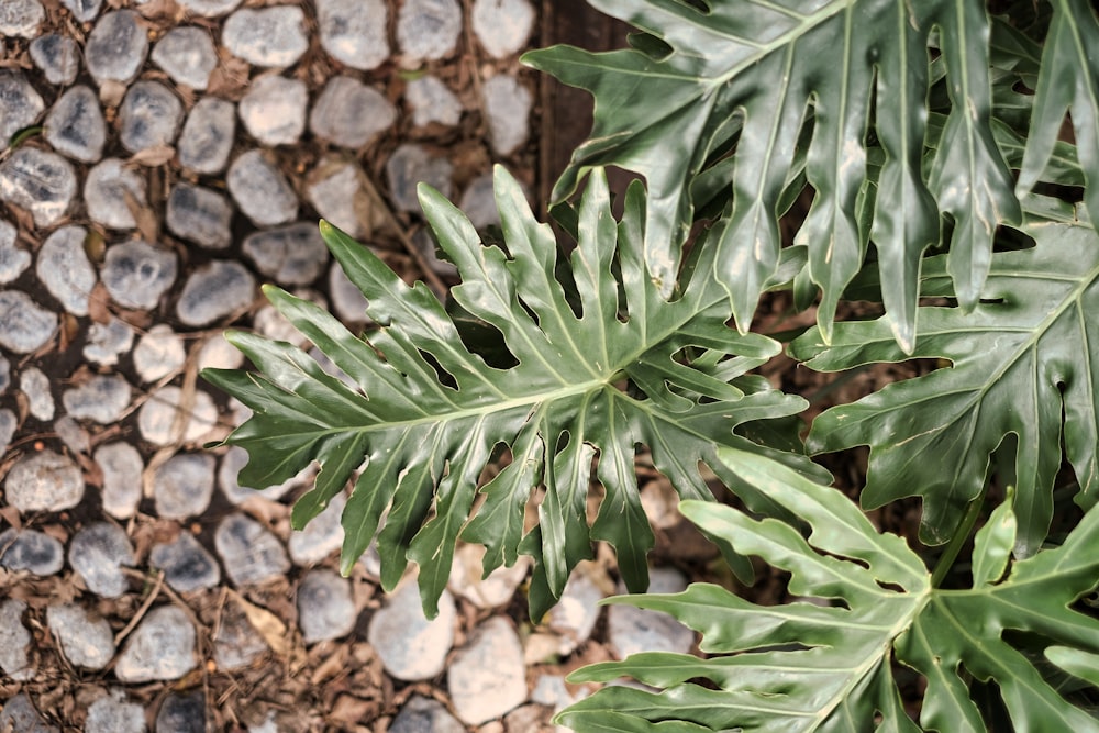 green leaves on brown rocky surface