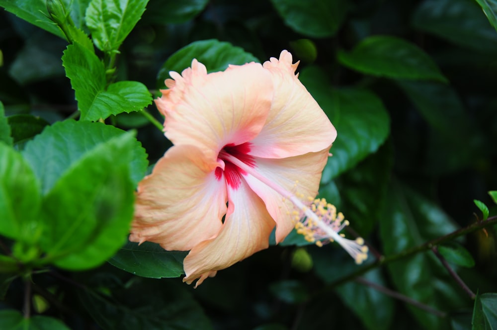 pink hibiscus in bloom during daytime