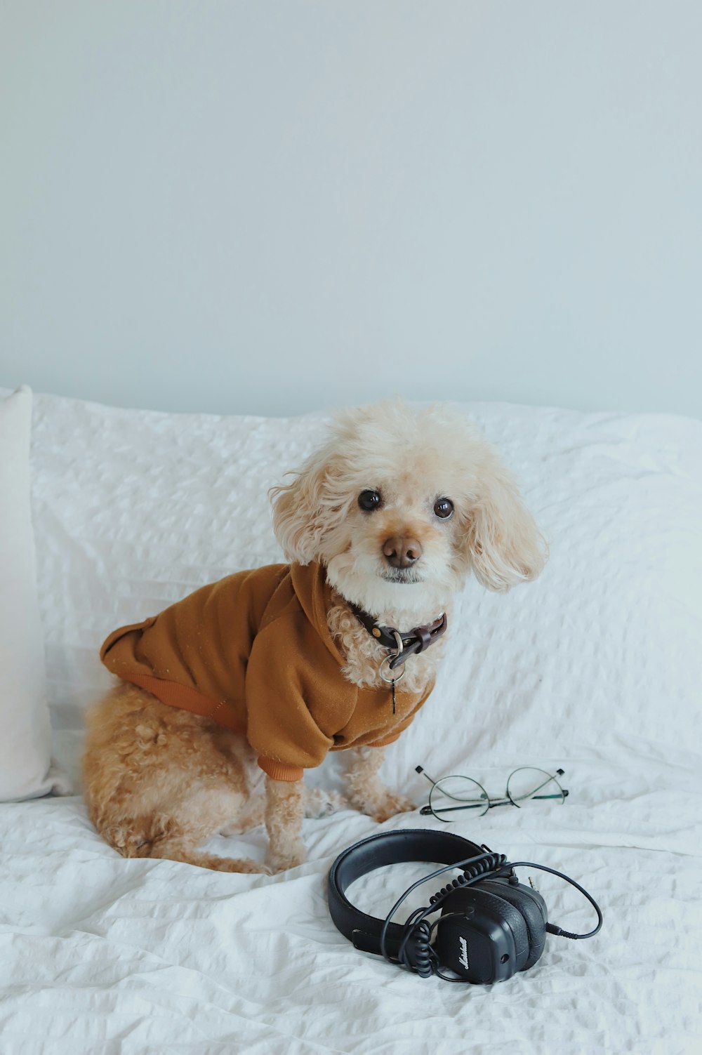 white poodle puppy on white bed