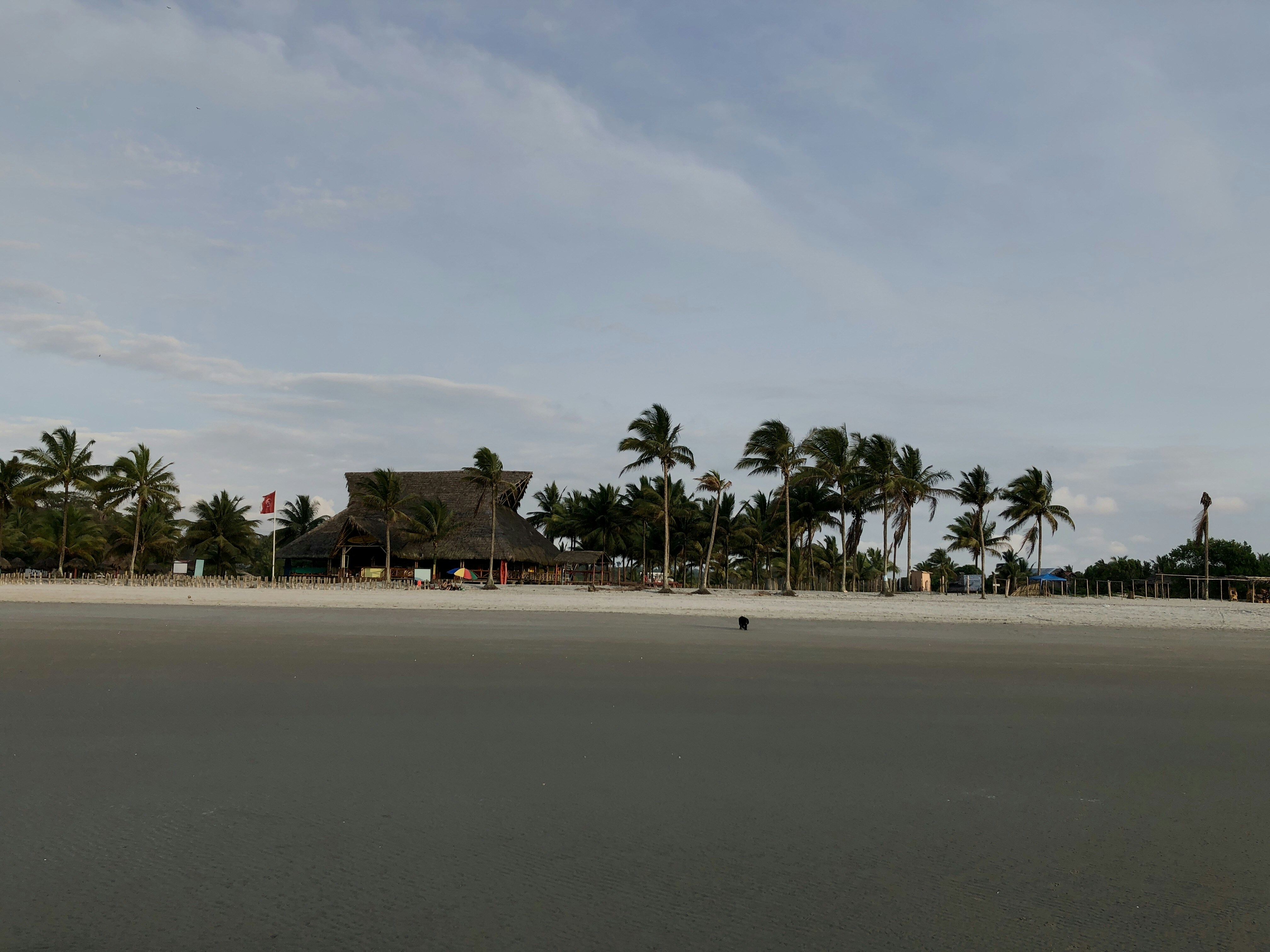 palm trees on brown sand under white cloudy sky during daytime