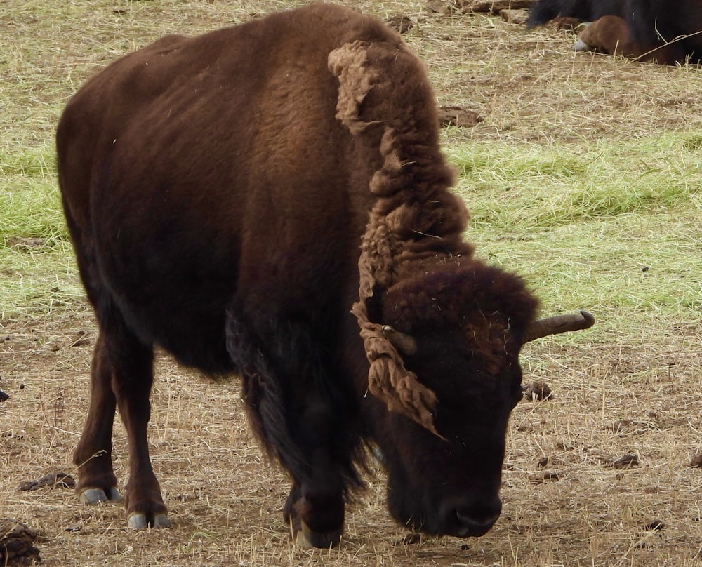 brown bison on brown field during daytime