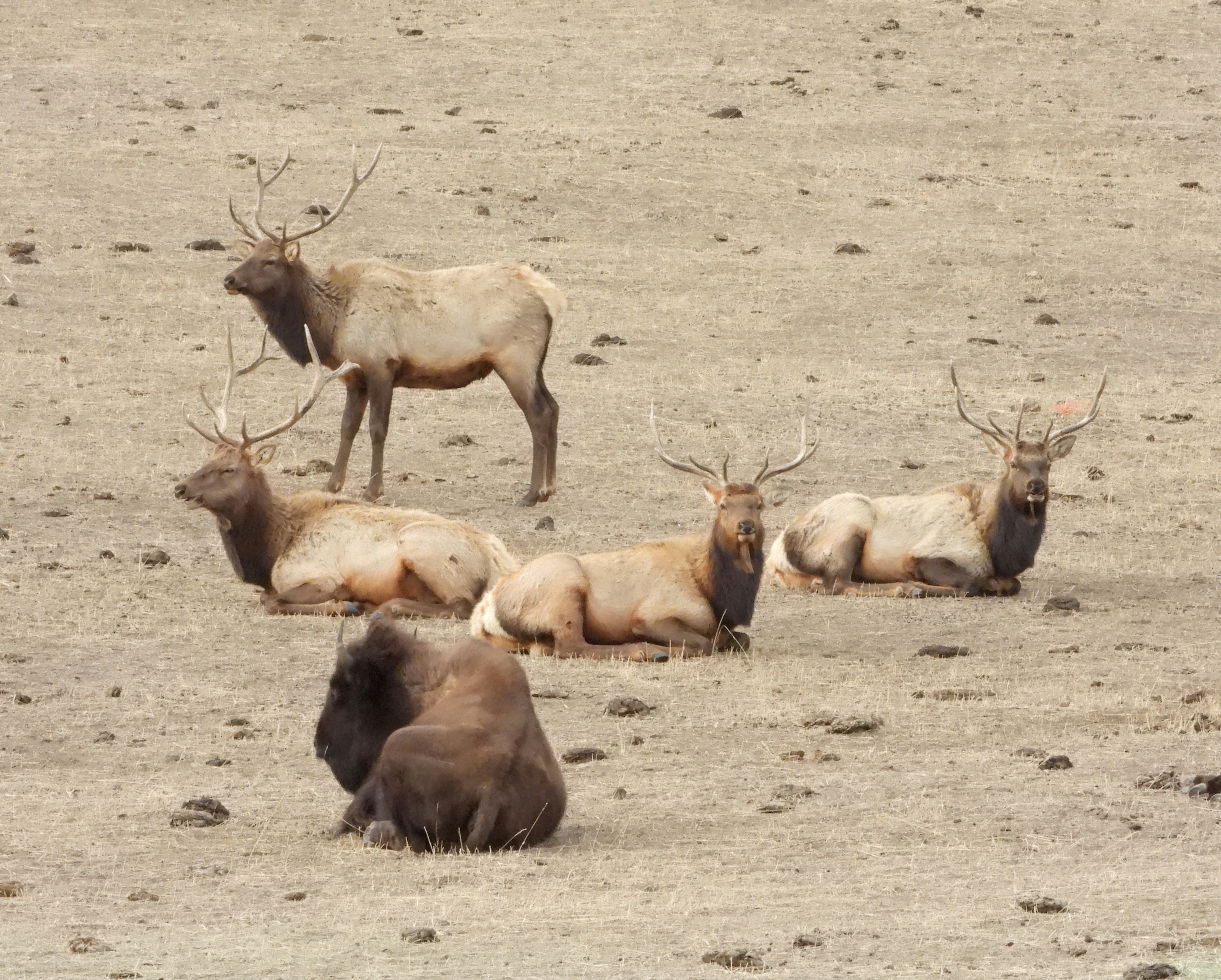 A herd of elk laying on top of a dry grass field photo – Free Bison ...