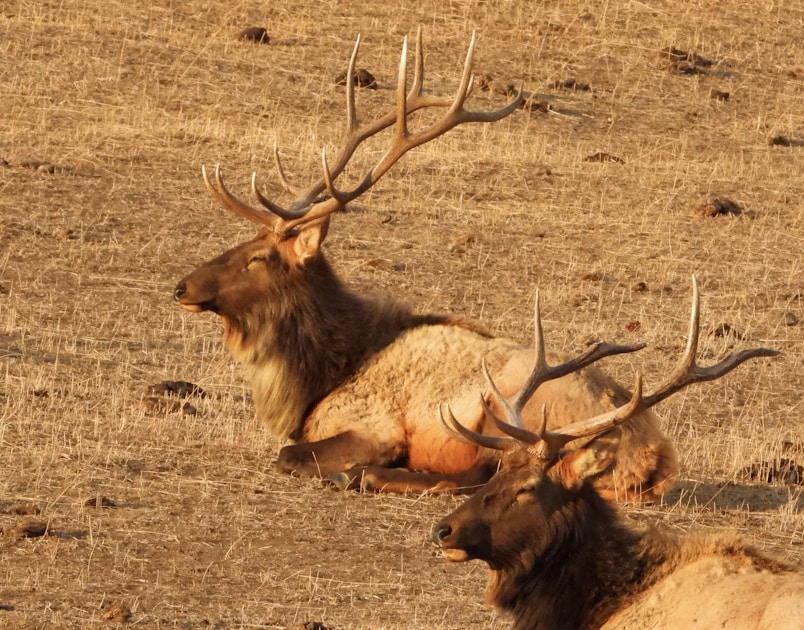Bull elk bugling in mountain meadow during September rut