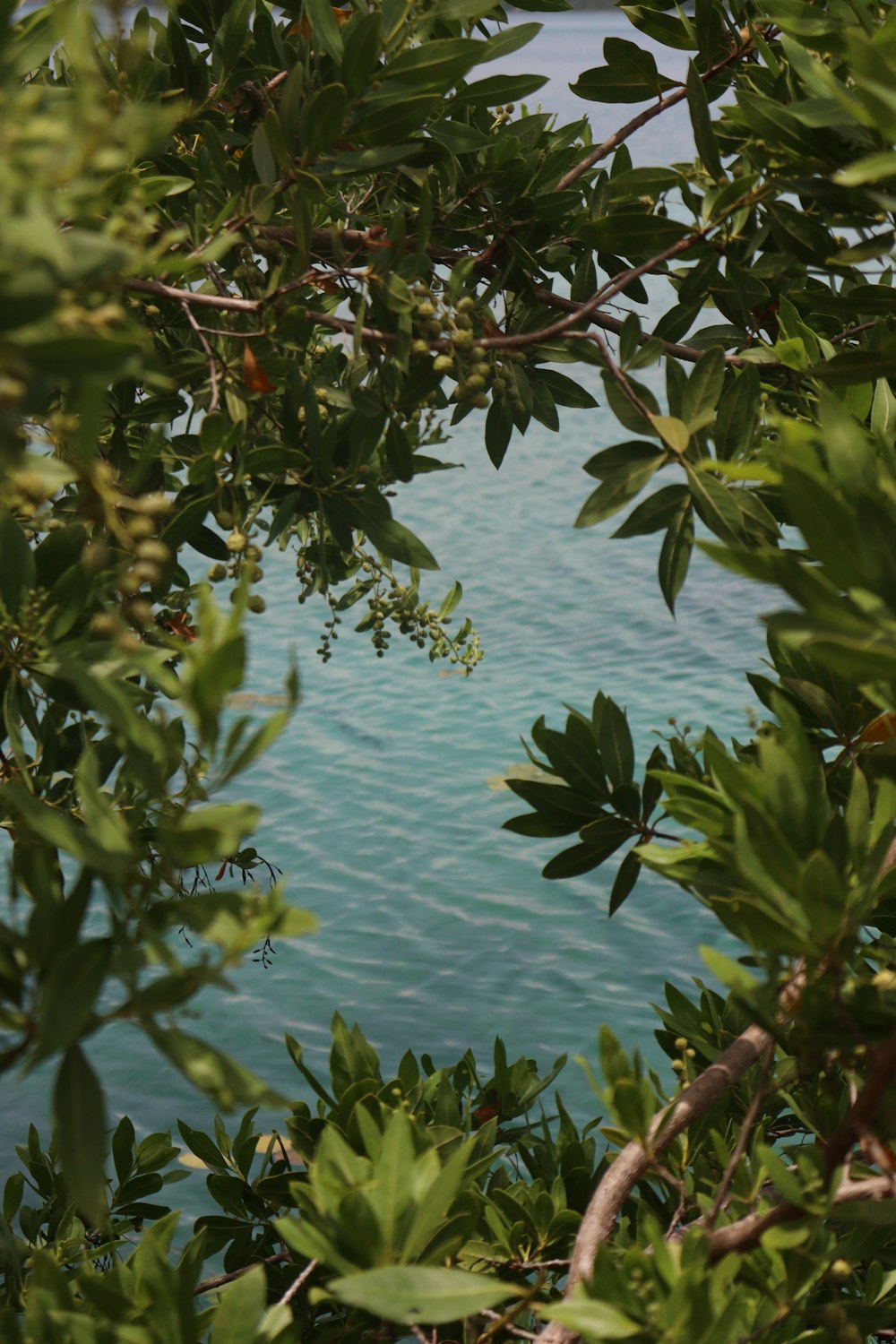 green plant with red fruit