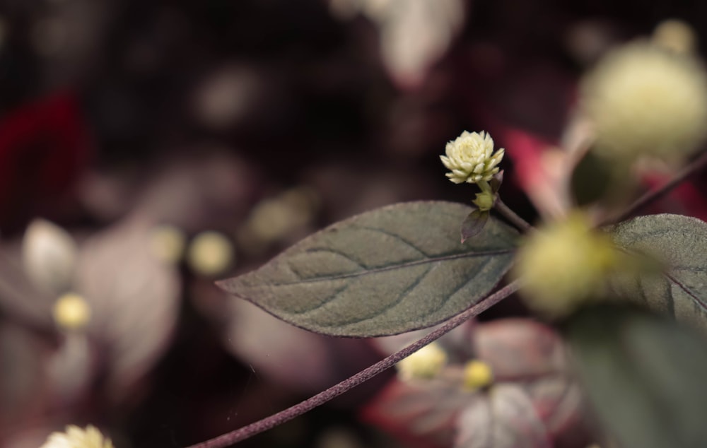 green leaf plant in close up photography