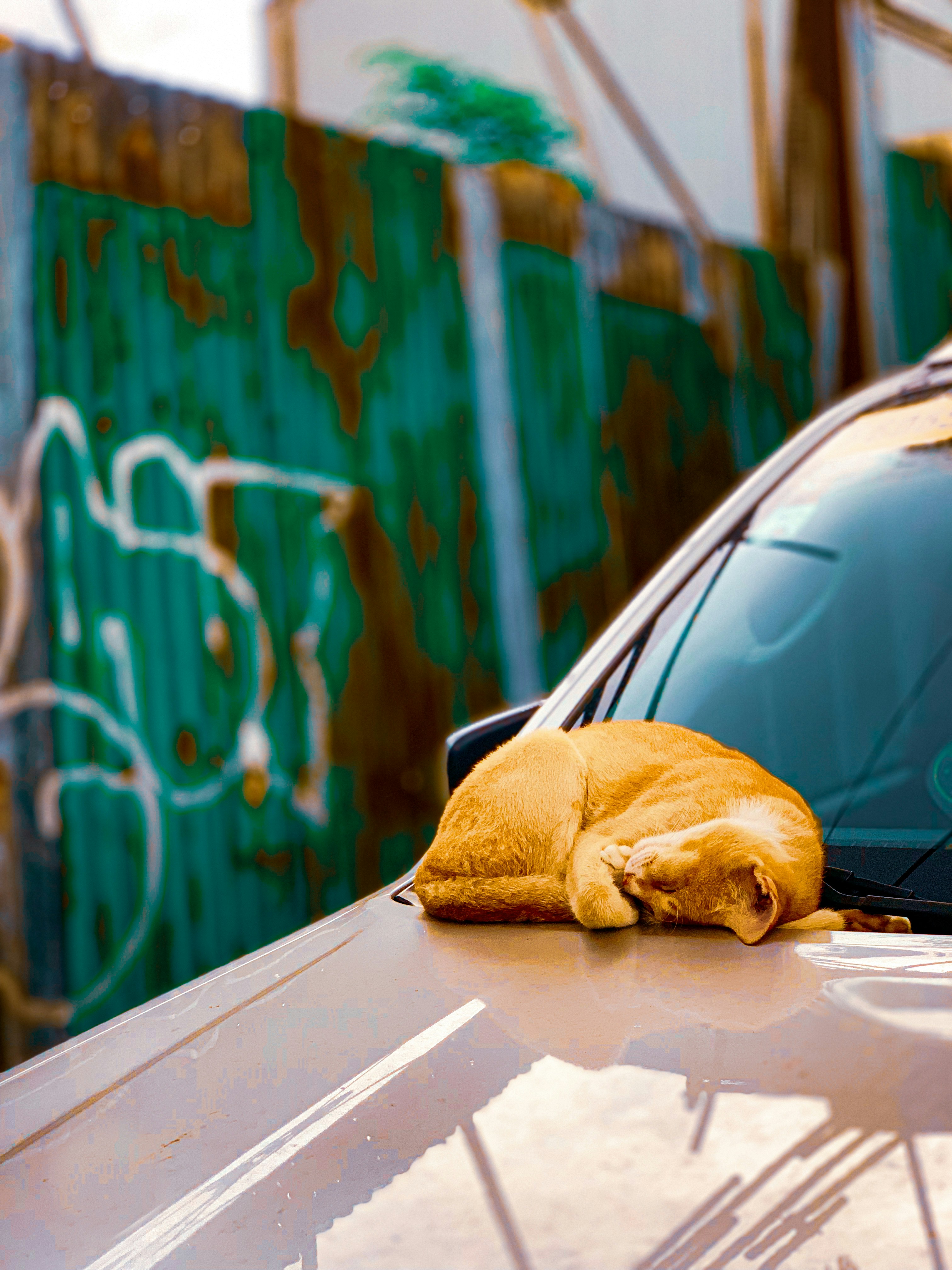 Smart Savings: How to Slash Your Car Repair Bills