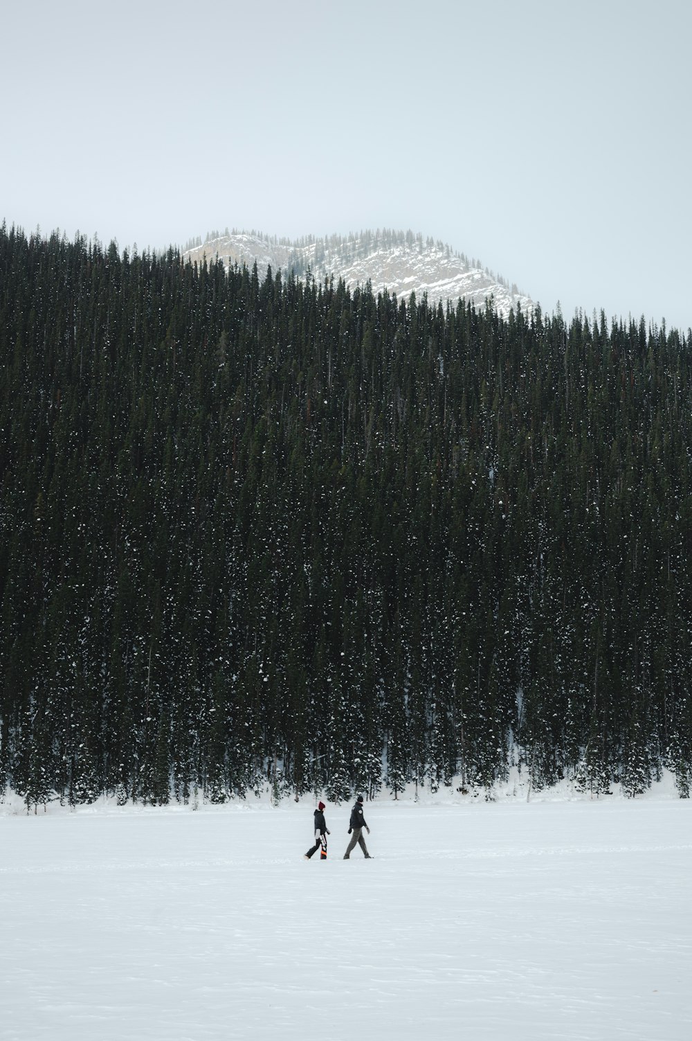 Persona que camina sobre un suelo cubierto de nieve cerca de árboles verdes durante el día