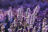 purple flower in tilt shift lens