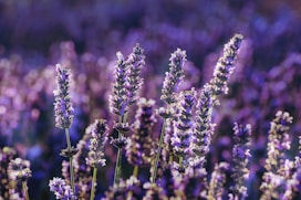 kruidensupplementen voor rusten en ontspannen, lavendel bloemen