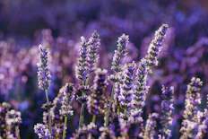 purple flower in tilt shift lens