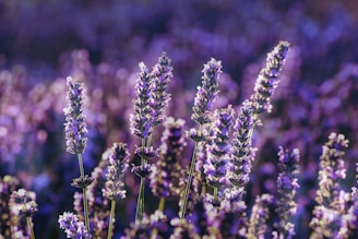 purple flower in tilt shift lens