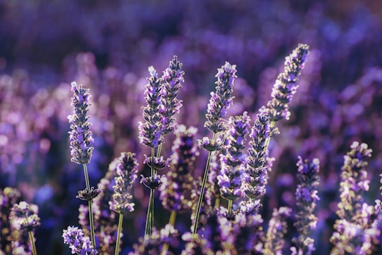 purple flower in tilt shift lens