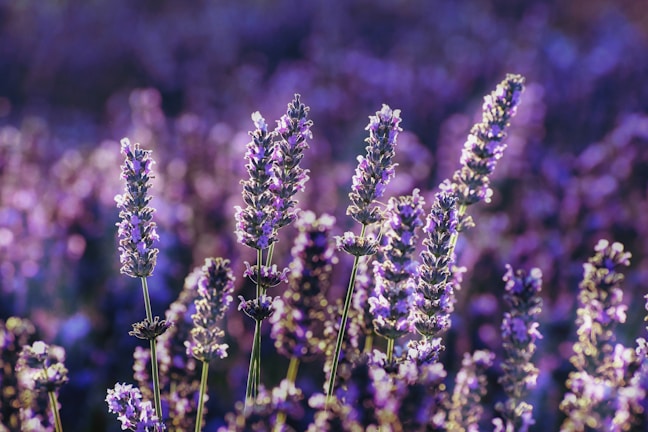 purple flower in tilt shift lens