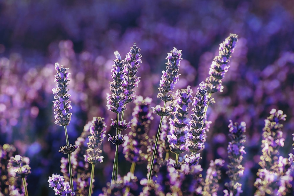 purple flower in tilt shift lens