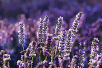 purple flower in tilt shift lens
