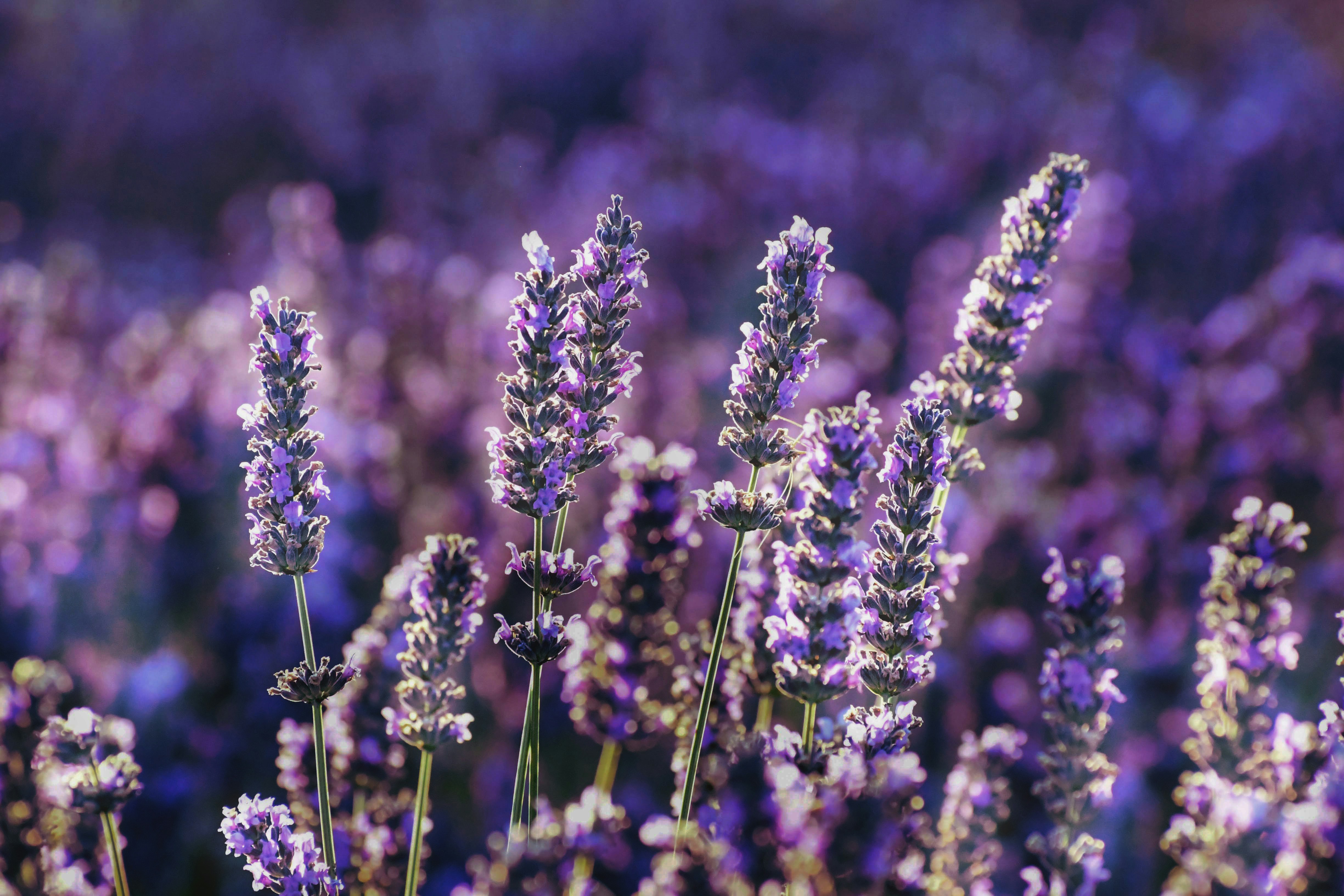 Del campo a la pastilla: plantas aromáticas españolas y los artesanos que las transforman en jabón