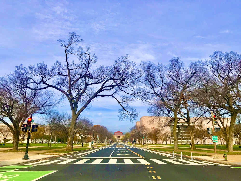 bare trees on green grass field under blue sky during daytime