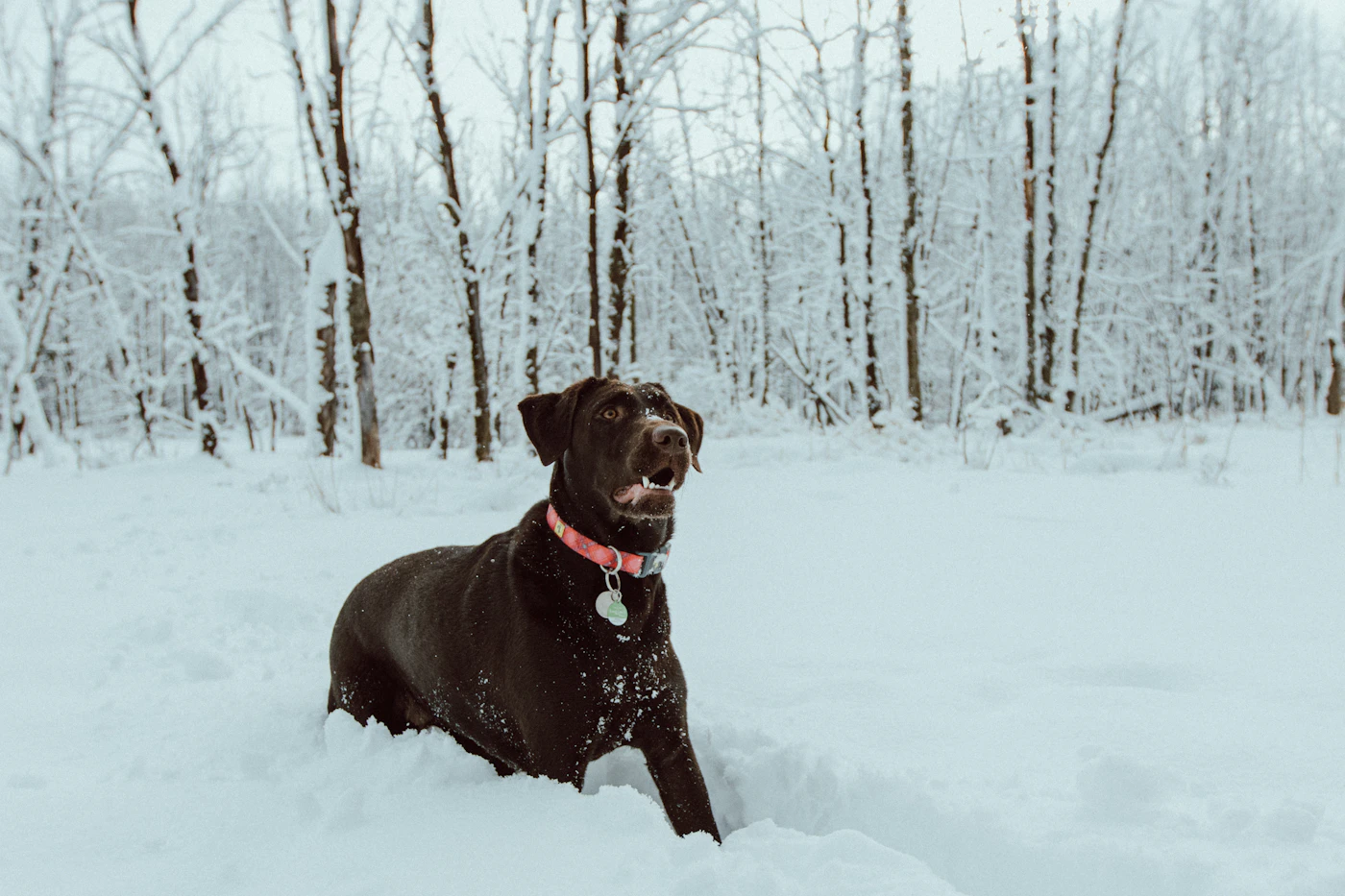 A working dog standing on snow-covered ground on a clear, cold winter day