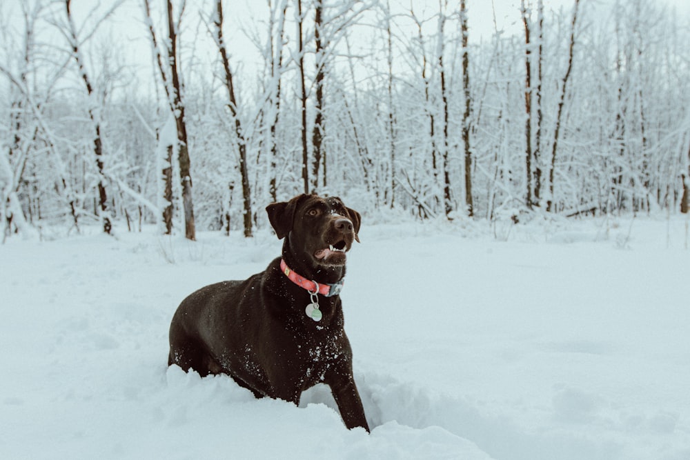 black labrador retriever on snow covered ground during daytime