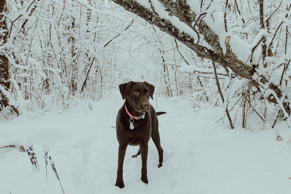 brown short coated dog on snow covered ground