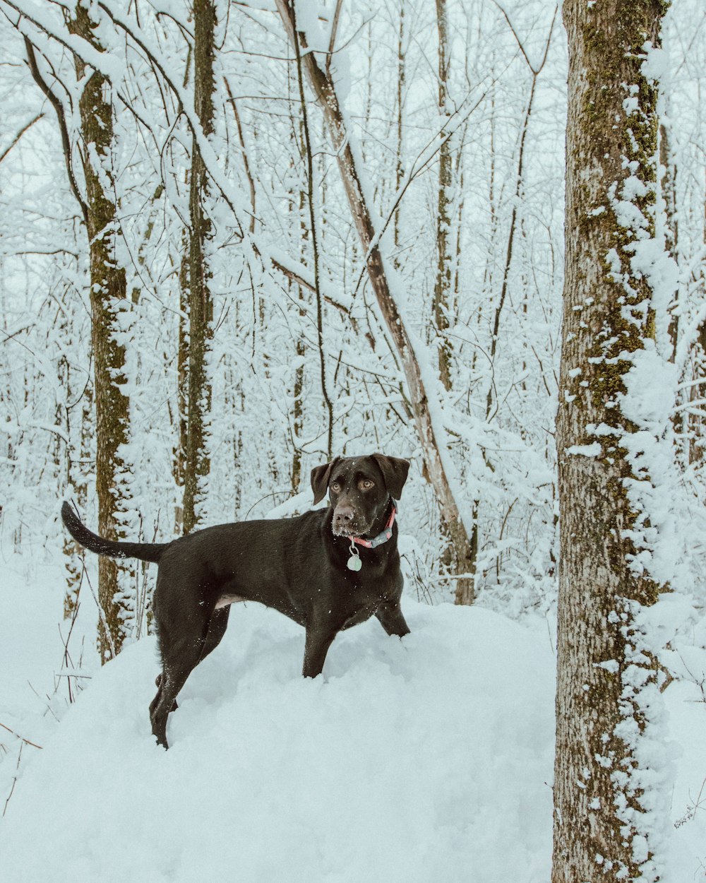 black short coat large dog on snow covered ground near trees during daytime